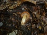 Cortinarius renidens image