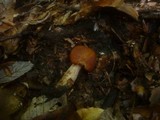 Cortinarius renidens image