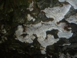 Datronia mollis image