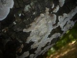 Datronia mollis image