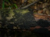 Nitschkia grevillei image