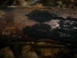 Nitschkia grevillei image