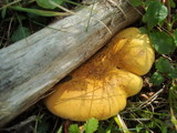 Austropaxillus statuum image