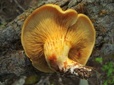 Austropaxillus statuum image