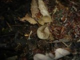 Simocybe centunculus var. centunculus image