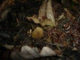 Simocybe centunculus var. centunculus image