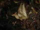Simocybe centunculus var. centunculus image