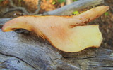 Austropaxillus statuum image