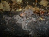 Tomentella neobourdotii image