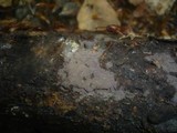 Tomentella neobourdotii image