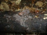 Tomentella neobourdotii image