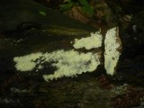 Tomentellopsis echinospora image