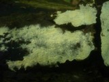 Tomentellopsis echinospora image