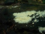 Tomentellopsis echinospora image