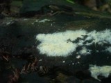 Tomentellopsis echinospora image