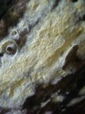 Tomentellopsis echinospora image