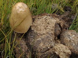 Panaeolus semiovatus image