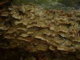 Trametopsis cervina image
