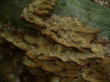 Trametopsis cervina image