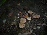 Tubaria conspersa image