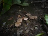 Tubaria conspersa image