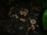 Tubaria conspersa image
