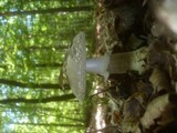 Amanita excelsa image