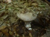 Amanita excelsa image