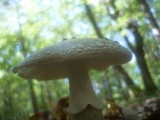 Amanita excelsa image