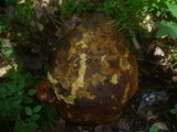 Boletus discolor image