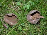 Lycoperdon pratense image