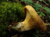 Austropaxillus statuum image