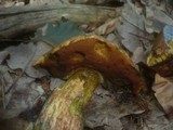 Boletus discolor image