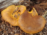 Austropaxillus statuum image