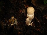 Leccinum duriusculum image