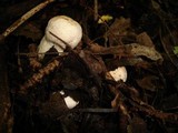 Leccinum duriusculum image