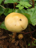 Stropharia semiglobata image