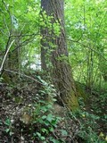 Leccinum duriusculum image