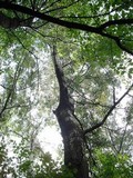 Leccinum duriusculum image