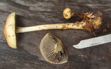 Protostropharia semiglobata image