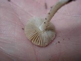 Inocybe geophylla image