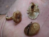 Inocybe nemorosa image