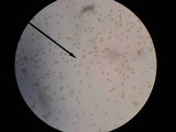 Inocybe nemorosa image