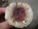 Russula mariae image