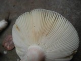 Russula mariae image