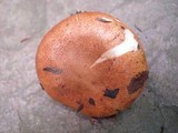 Tricholoma aurantium image