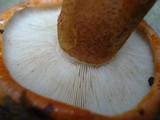 Tricholoma aurantium image