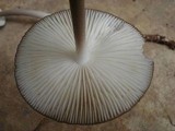 Hymenopellis furfuracea image