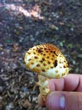Pholiota squarrosoides image