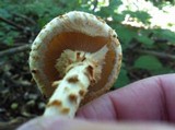 Pholiota squarrosoides image